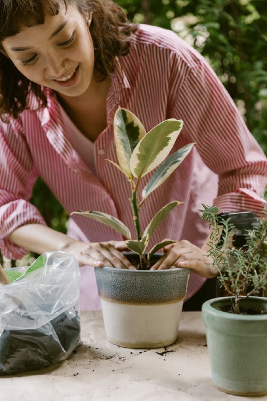 How to Stop Your Rubber Plant Leaves Drooping